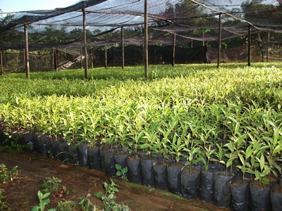 agarwood gaharu nursery